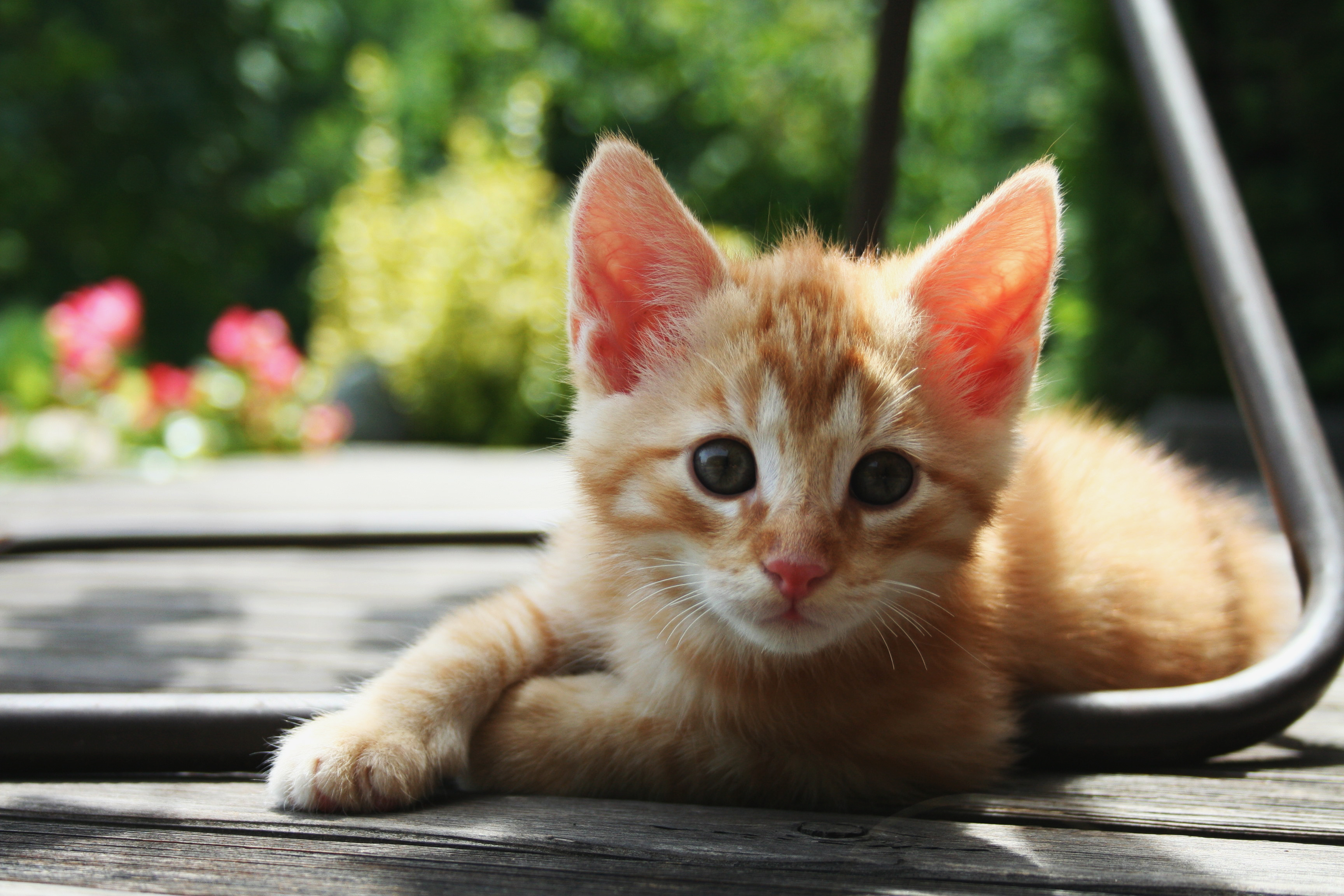 Kitten